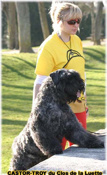 bouvier des flandres du clos de la luette - copyright déposé